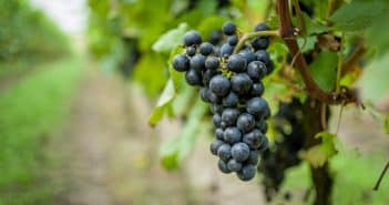 L’achat/vente de domaines viticoles