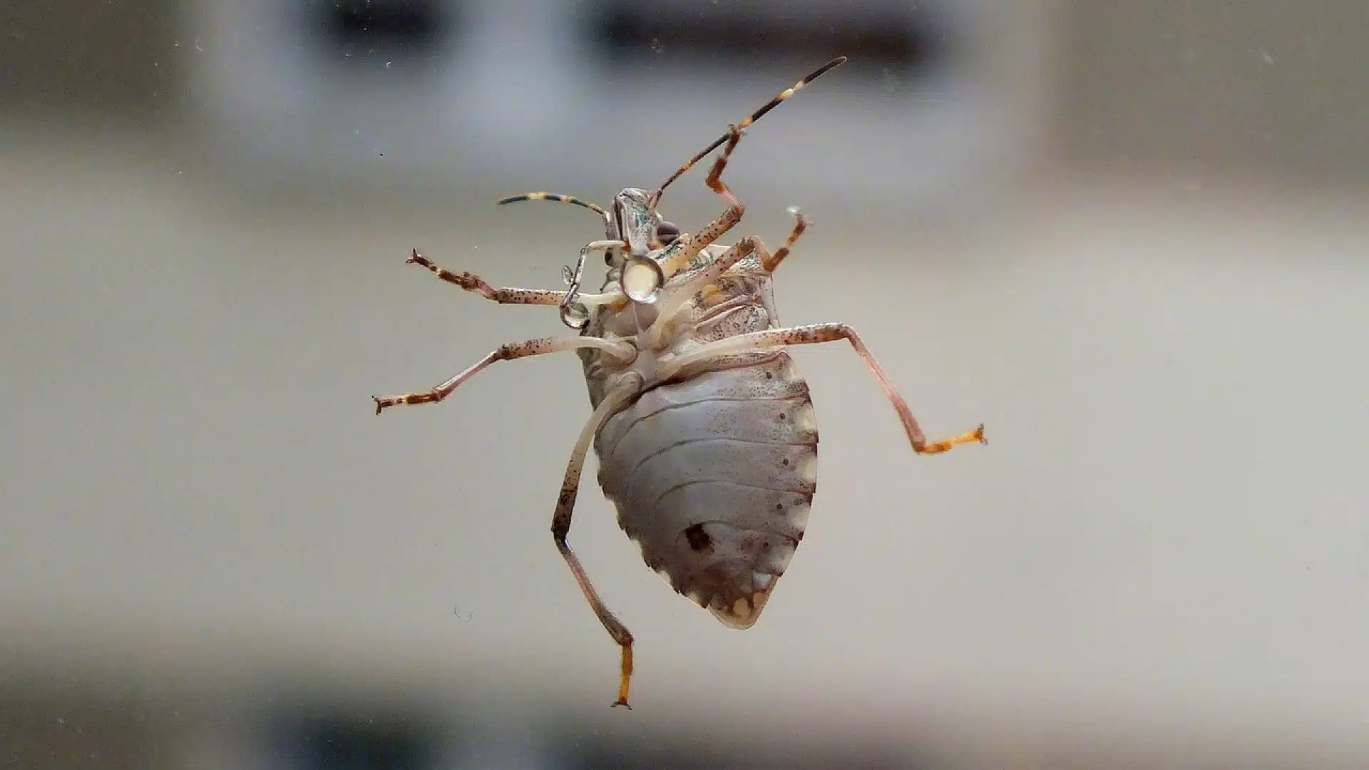 Éradication des punaises de lit : faites intervenir un exterminateur professionnel