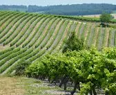 Investir dans un domaine viticole : bonne idée ?